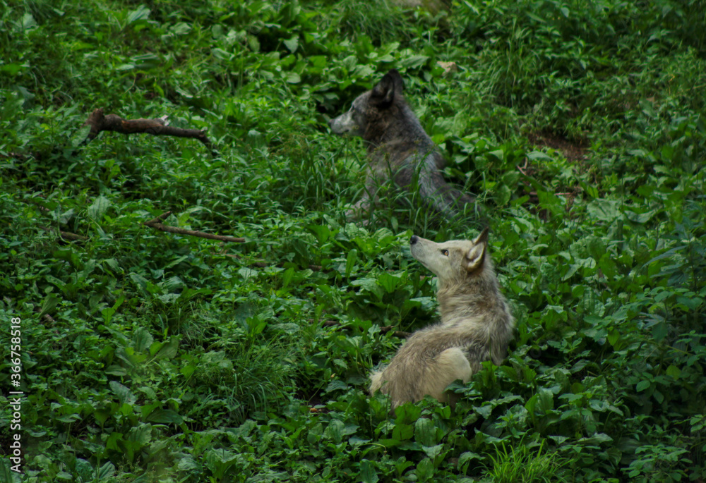 Fototapeta premium Black Wolves Listening to Distant Sounds