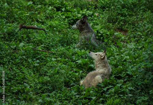 Fototapeta Naklejka Na Ścianę i Meble -  Black Wolves Listening to Distant Sounds