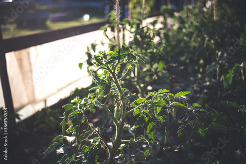 Homemade greenhouse with green unripe tomatoes. Home gardening concept.