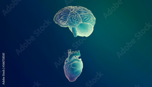 3d brain and heart representing  emotional intelligence photo