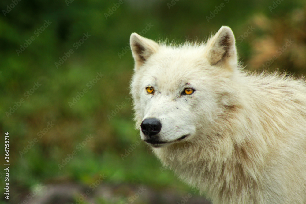 Young Artic Wolf with Gorgeous Yellow Eyes Young Artic Wolf with Gorgeous Yellow Eyes