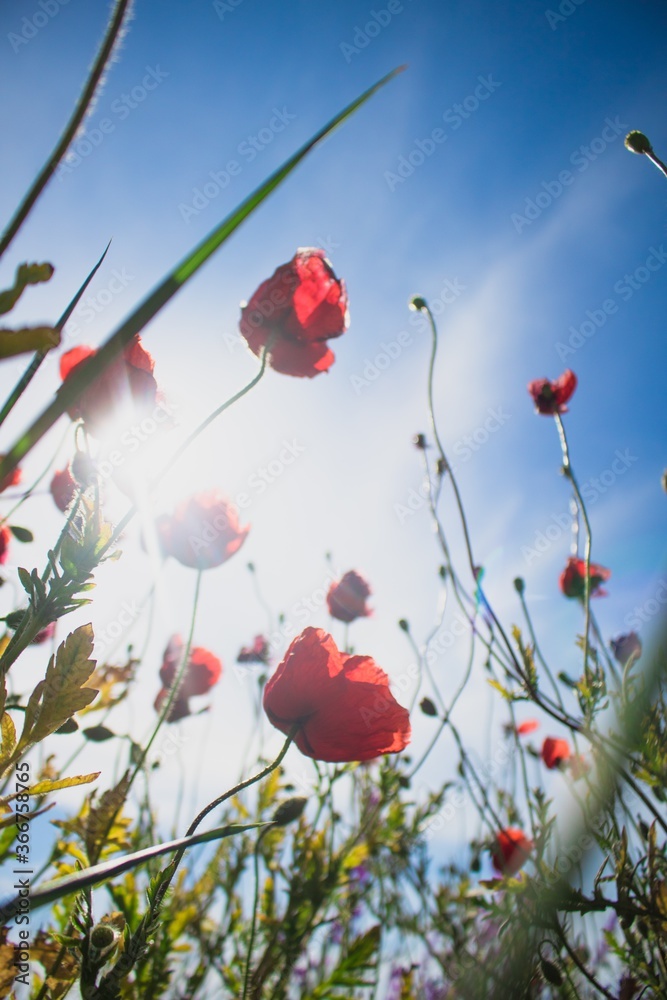 Obraz premium Nature.