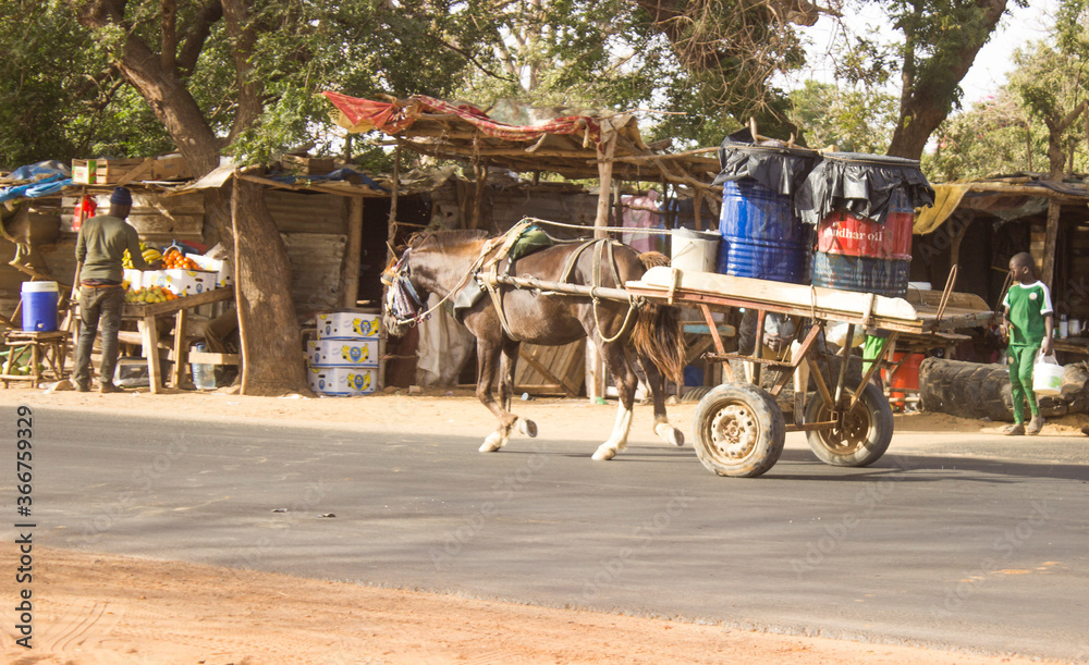 Obraz premium cheval