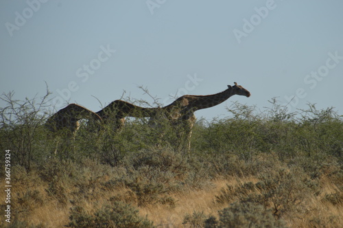 Wild African Giraffes in Etosha National Park, Namibia