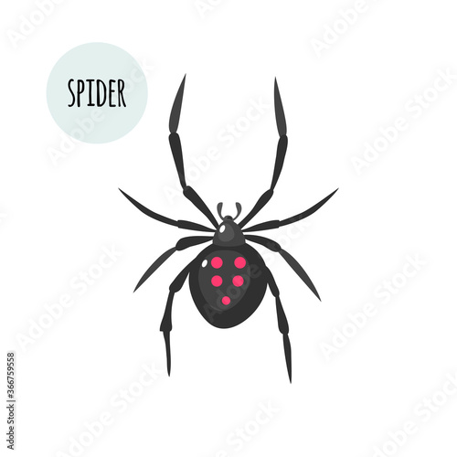 Spider image. Isolated on white background. Vector stock illustration. Flat design.