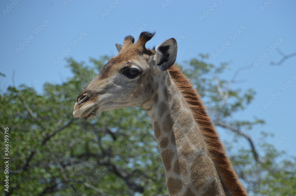 Fototapeta premium Wild African Giraffes in Etosha National Park, Namibia