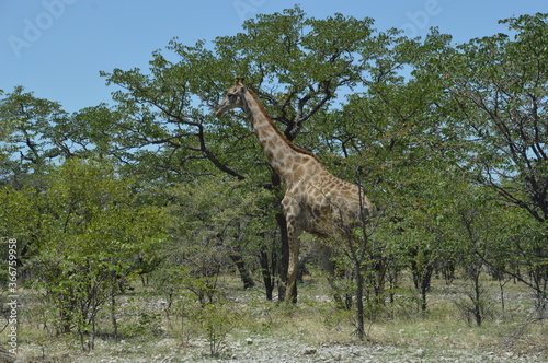 Wild African Giraffes in Etosha National Park in Namibia