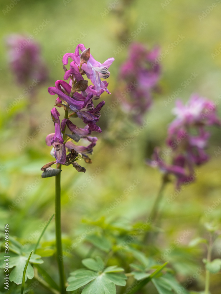 Violett blühender Lärchensporn (Corydalis cava) auf einer auf einer Wiese im Frühling fotografiert. Violett blühender Lärchensporn (Corydalis cava) auf einer auf einer Wiese im Frühling fotografiert.