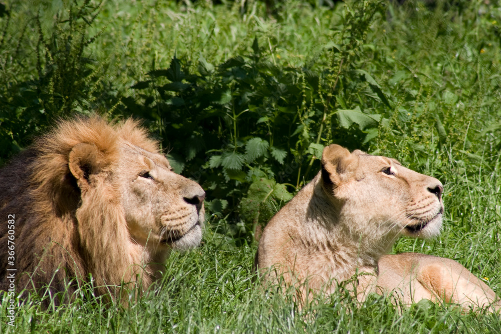 Naklejka premium Asiatic Lions