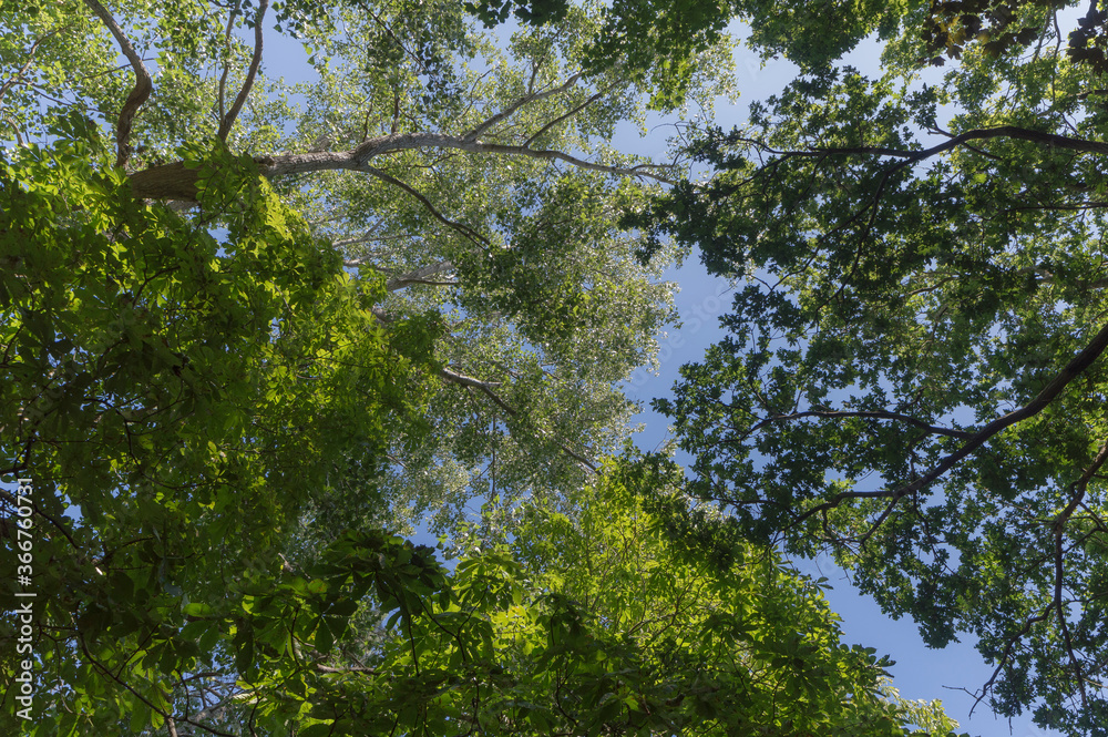 Fototapeta premium Forest trail on a sunny day in The Noordhollands Duinreservaat, The Netherlands