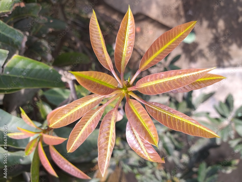leaf of mango tree leaf of mango tree