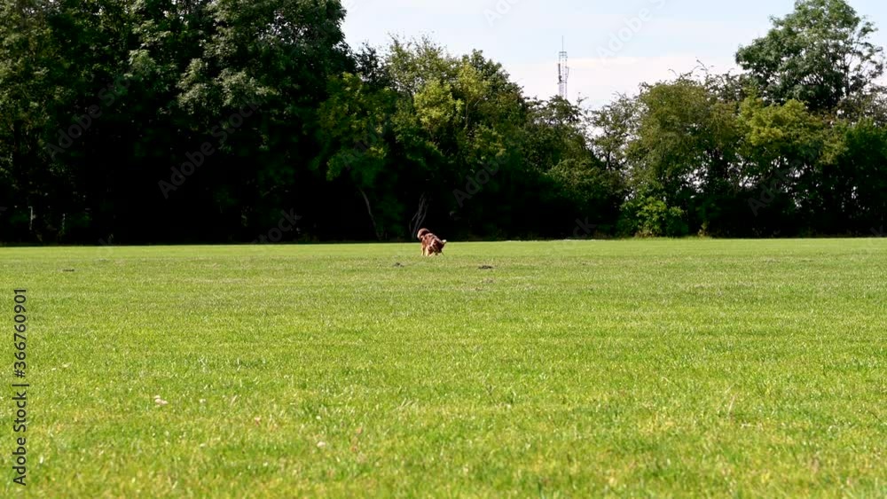Little, cute, brown dog chasing after ball, stock footage real time 4K Little, cute, brown dog chasing after ball, stock footage real time 4K