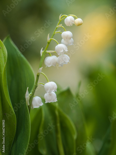 Einzelne Pflanze des weiß blühendes Maiglöckchens im Sonnenlicht Fotografiert.