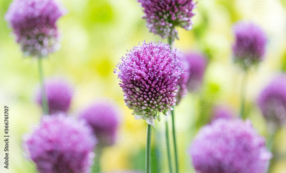 Allium flowers in the borders at RHS Wisley Gardens, Hampshire. Allium flowers in the borders at RHS Wisley Gardens, Hampshire.