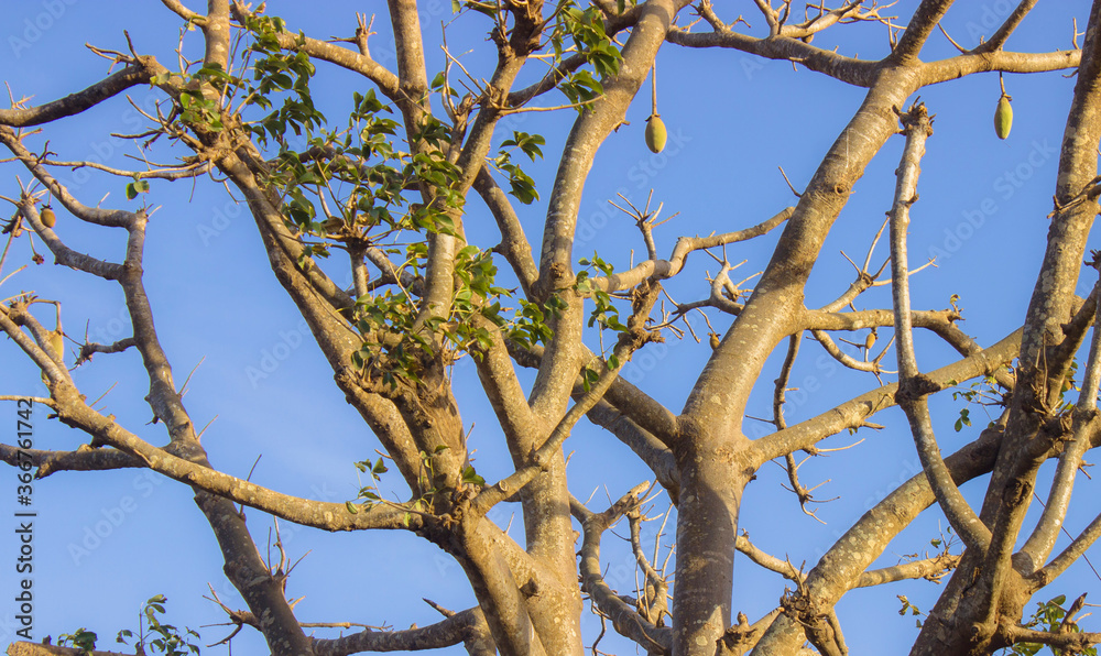 Fototapeta premium baobab