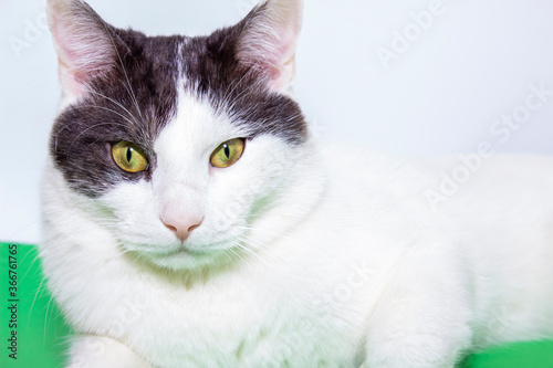 Fototapeta Naklejka Na Ścianę i Meble -  A white cat looks directly at the camera up close on a white background