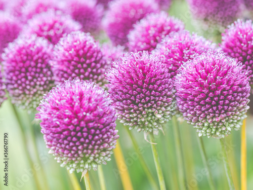 Allium flowers in the borders at RHS Wisley Gardens  Hampshire.