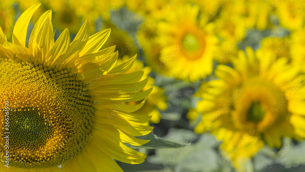 Obraz premium Macro view sunflower field Background with selective focus