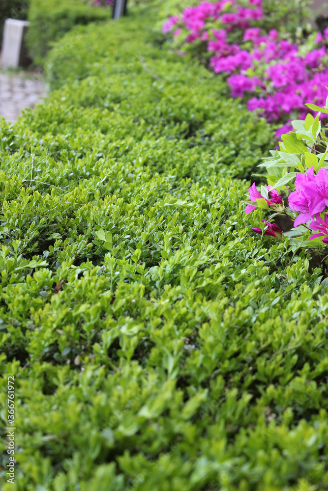 Green shrubs are trimmed to look beautiful and the natural gravel floor below. Green shrubs are trimmed to look beautiful and the natural gravel floor below.