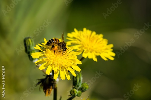 Fotografie, Obraz Yellow sow thistle flowers, being pollinated by a busy bee collecting pollen for honey