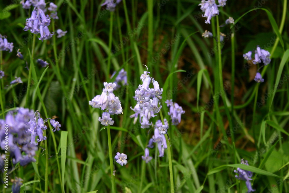 Obraz premium Bluebells