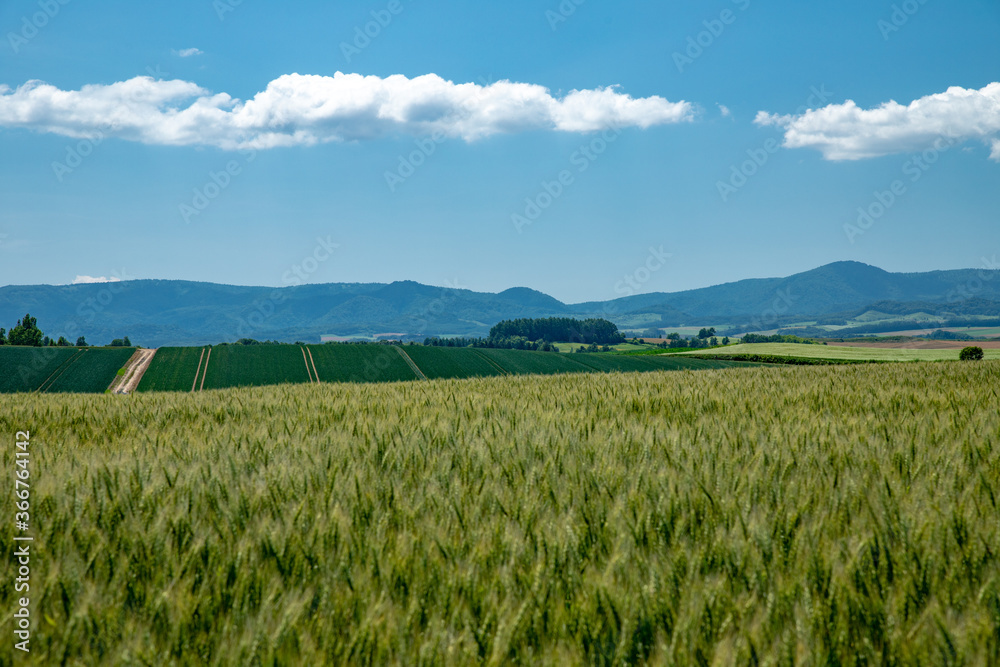 北海道　美瑛町の夏の風景