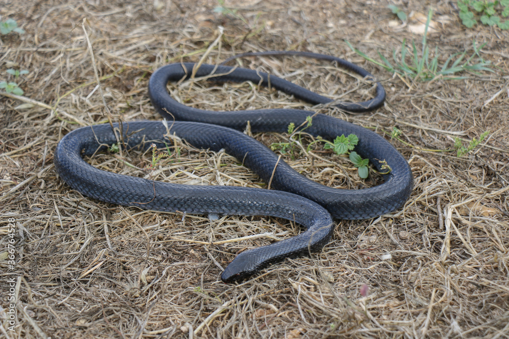 Large black snake