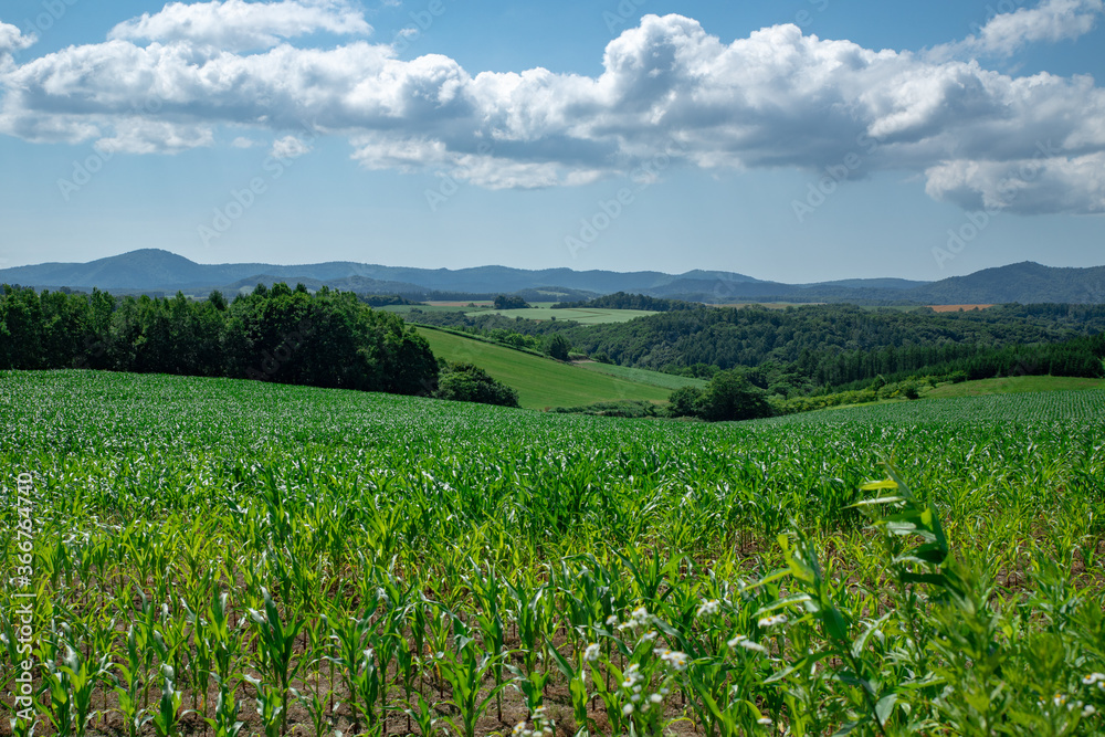 北海道　美瑛町の夏の風景