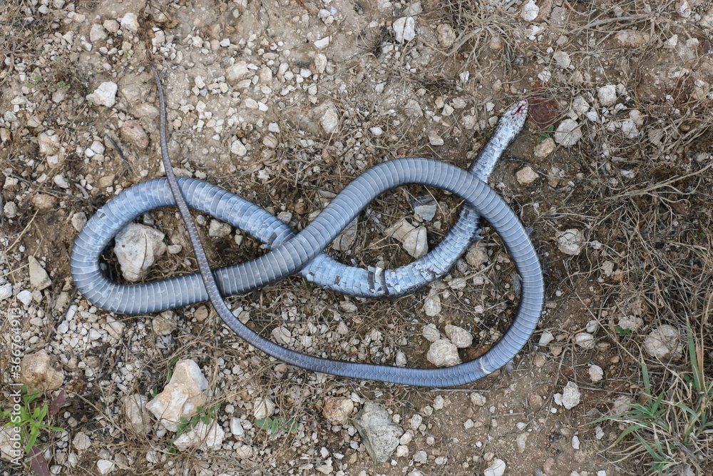 dead snake