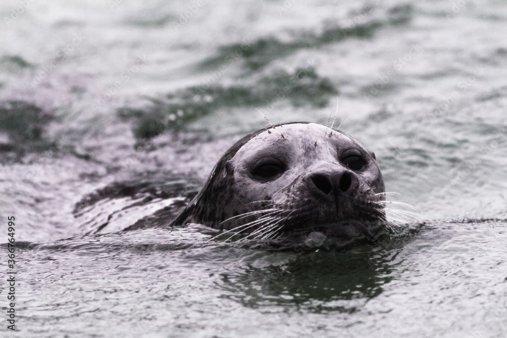 Close up of seal in the sea