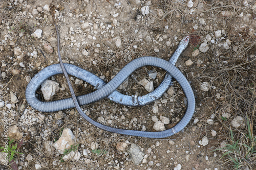 Obraz na płótnie dead snake w salonie