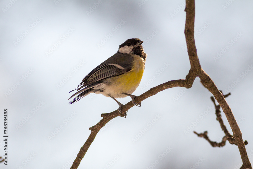 Fototapeta premium Great tit perching on a branch