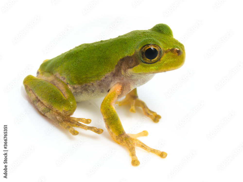 Japanese tree frog on white background, Hyla japonica Japanese tree frog on white background, Hyla japonica