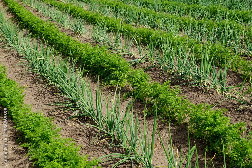 Perfect beautiful vegetable garden with green onions and carrots, straight furrows Perfect beautiful vegetable garden with green onions and carrots, straight furrows