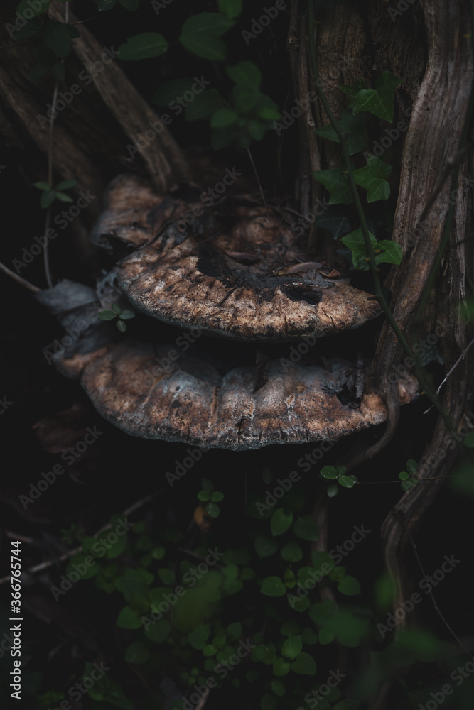 large mushroom growing on tree