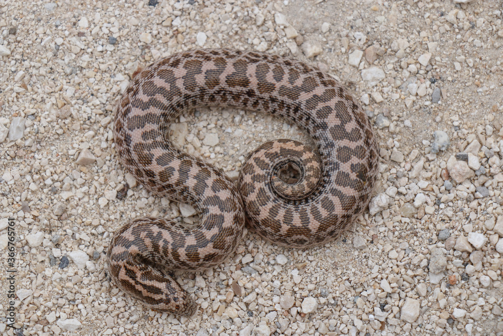Boa snake is small and beautiful