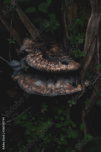 large mushroom growing on tree