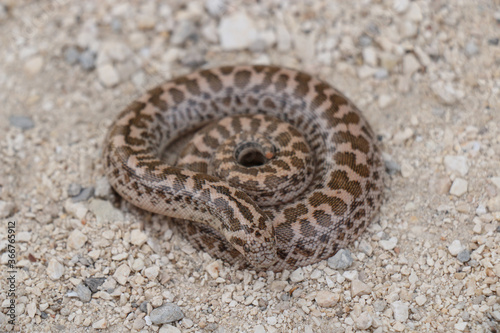 Boa snake is small and beautiful