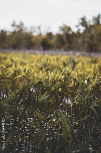 tall grass in marsh