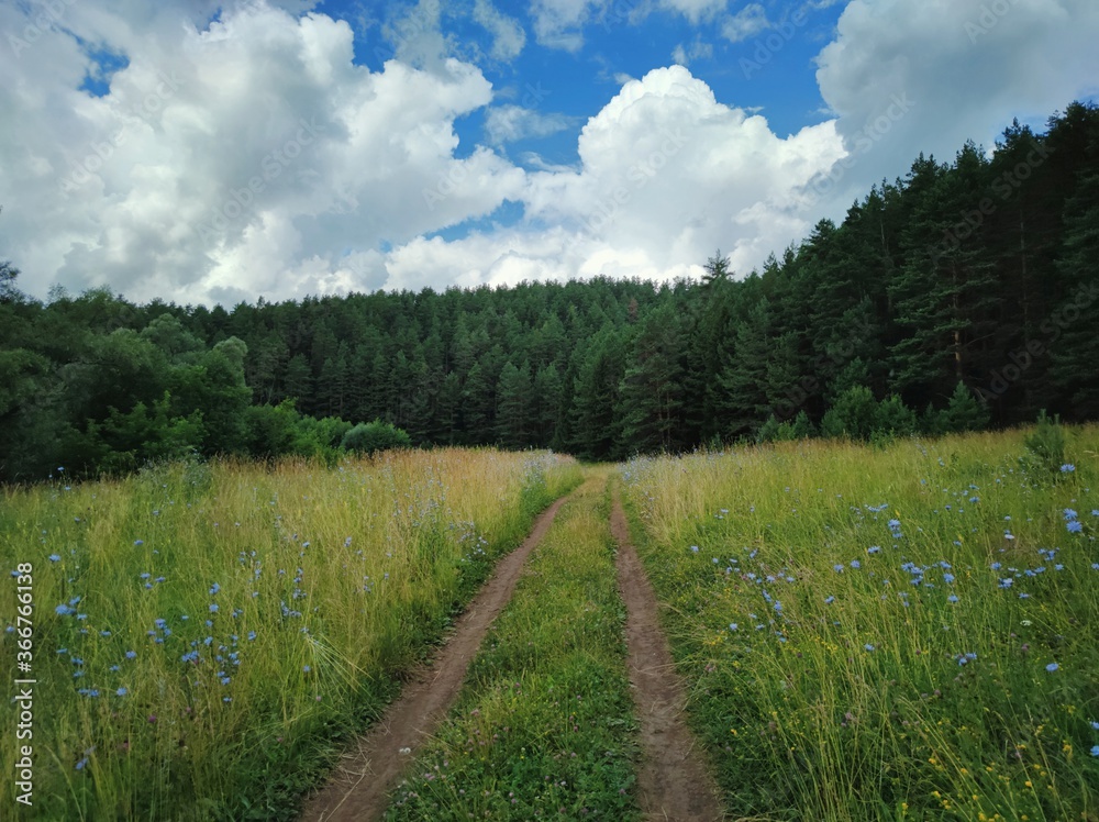 dense forest against a blue sky with clouds dense forest against a blue sky with clouds