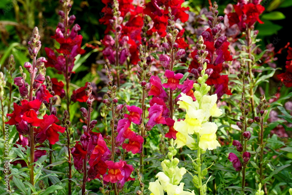 Colorful Snapdragons Flowers in the summer garden Colorful Snapdragons Flowers in the summer garden