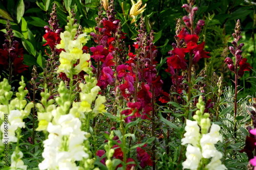 Fototapeta Naklejka Na Ścianę i Meble -  Colorful Snapdragons Flowers in the summer garden