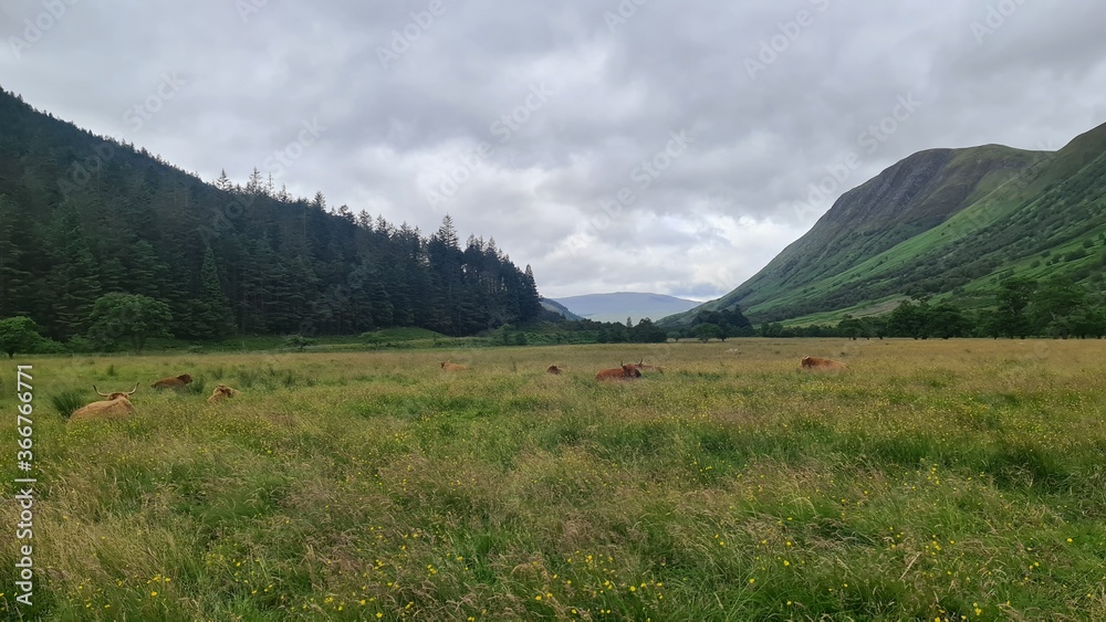 Fototapeta premium Highland cow in the highlands