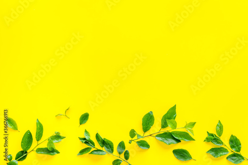 Pattern of green tree leaves, nature background. Overhead view, flat lay