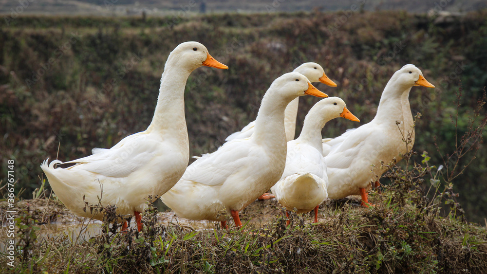 A group or raft of white pecking ducks standing at the edge of a rice terrace A group or raft of white pecking ducks standing at the edge of a rice terrace