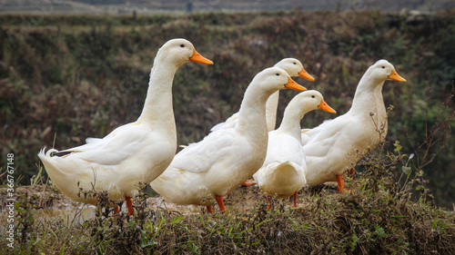 A group or raft of white pecking ducks standing at the edge of a rice terrace