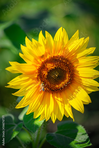 Sunflower on a green background