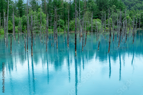 北海道 美瑛町の夏の風景 青い池