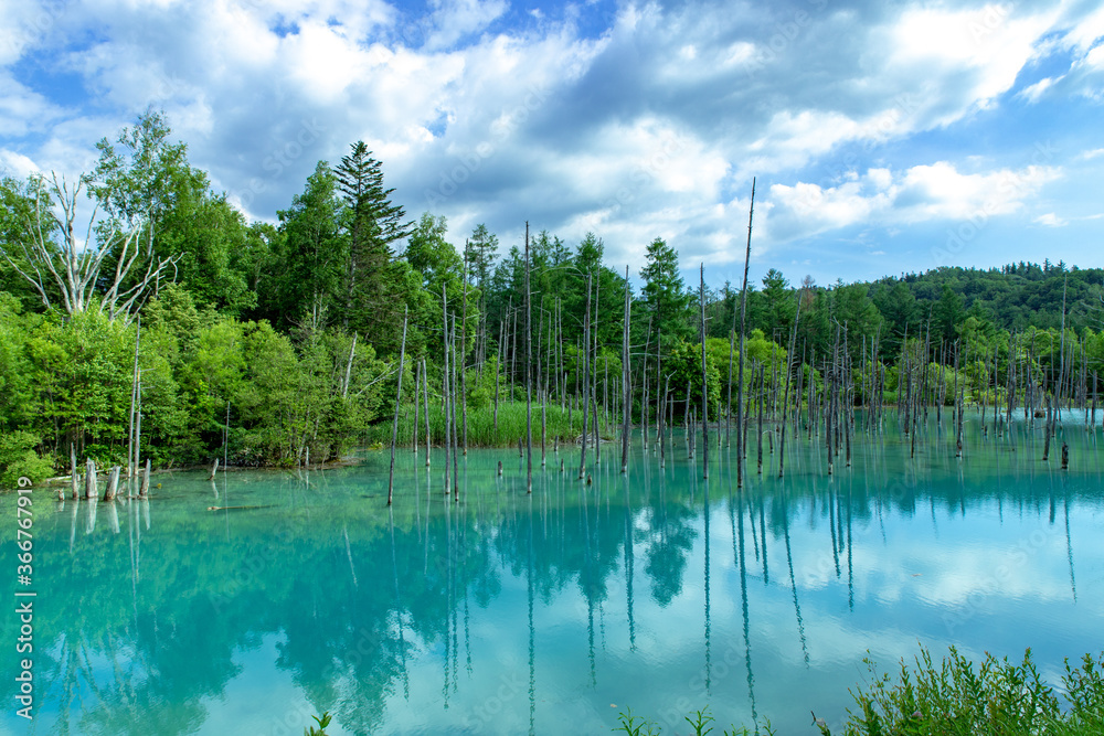 北海道 美瑛町の夏の風景 青い池 北海道 美瑛町の夏の風景 青い池