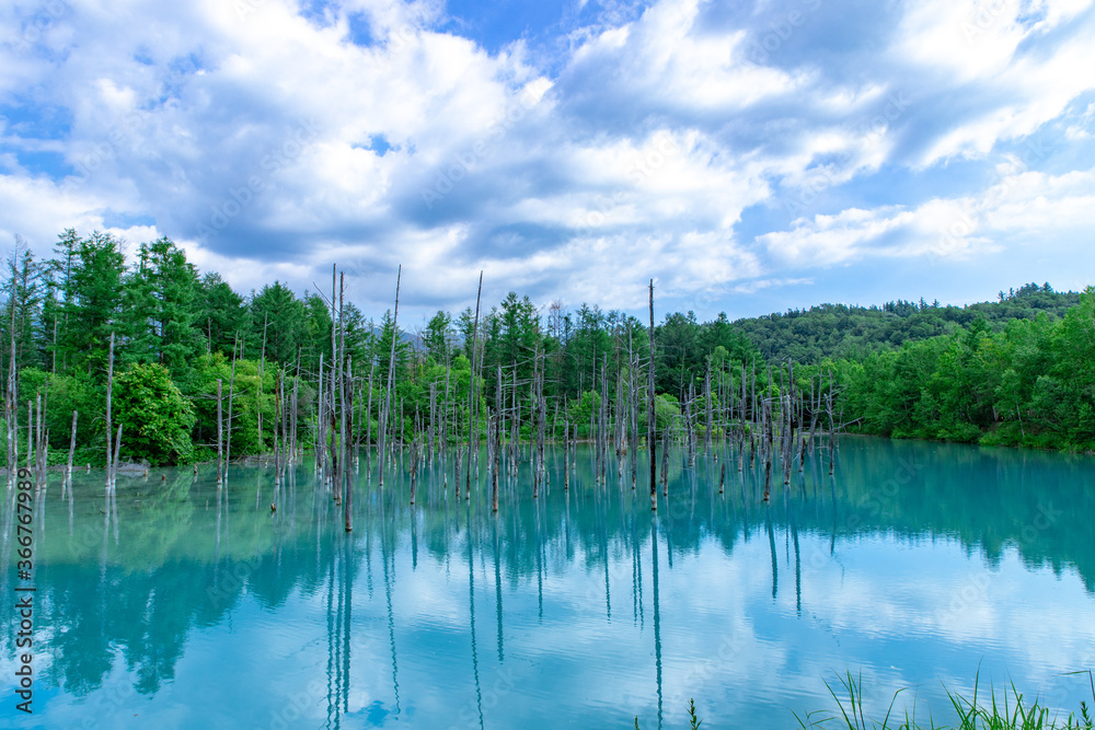北海道　美瑛町の夏の風景　青い池